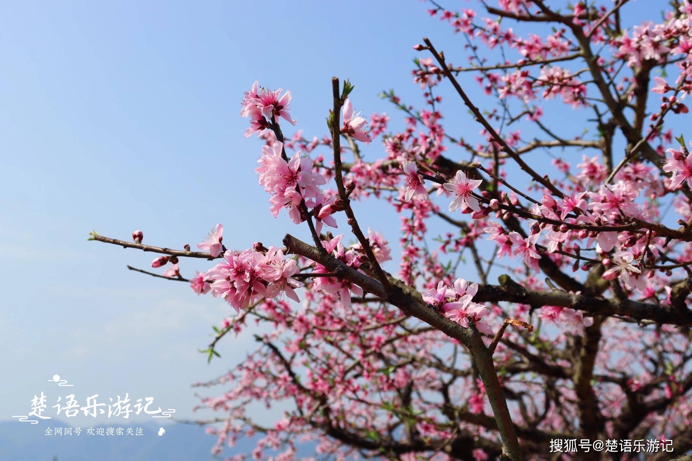 浙江这里的桃花开了，人面桃花相映红，美成宁波网红景点，免费玩