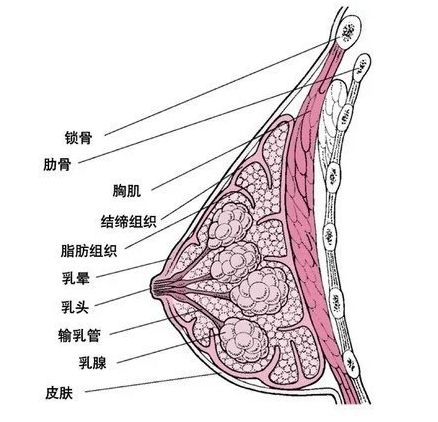 胸部胶原蛋白流失对于女性的伤害有哪些？