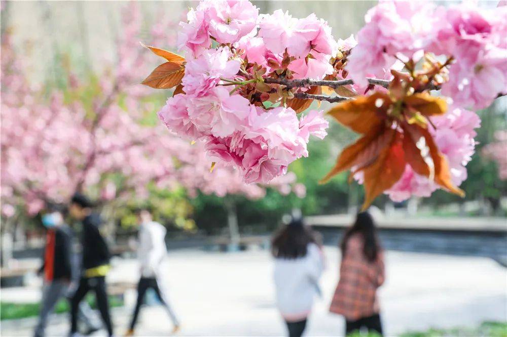 宿舍|西安翻译学院樱花盛开，春天限定浪漫之约