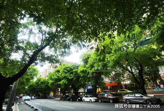 广州遇“真实版”的“榕树大道”，绿意画面好美，但全种榕树吗？