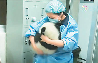 日籍大熊猫饲养员阿部展子在工作中。