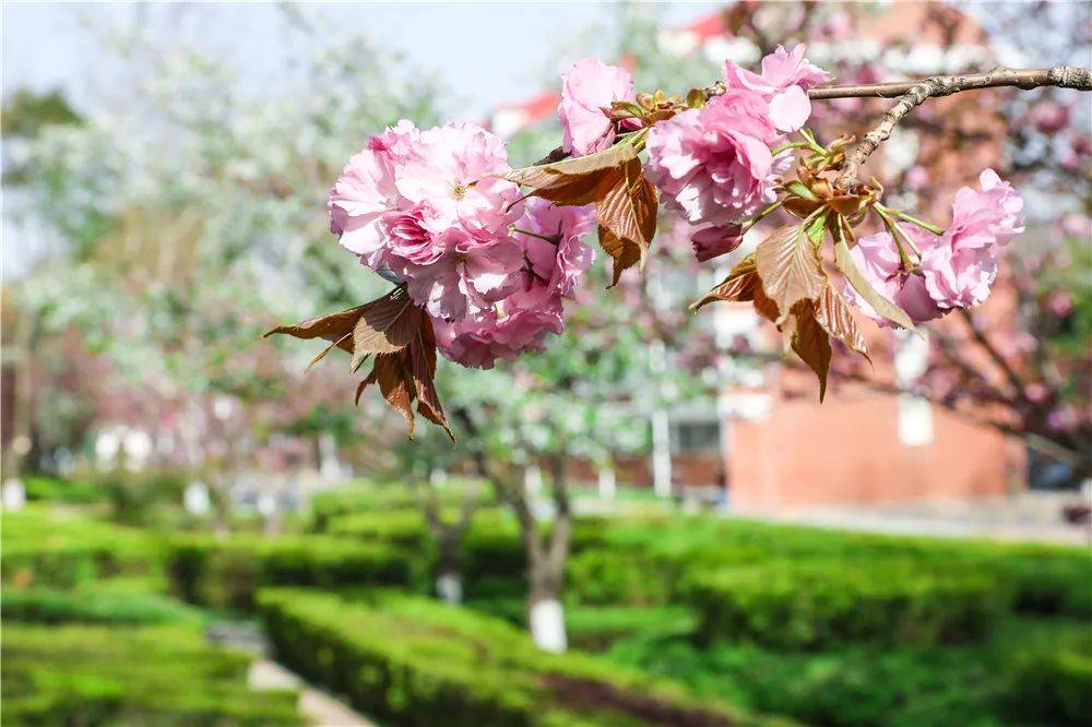 宿舍|西安翻译学院樱花盛开，春天限定浪漫之约