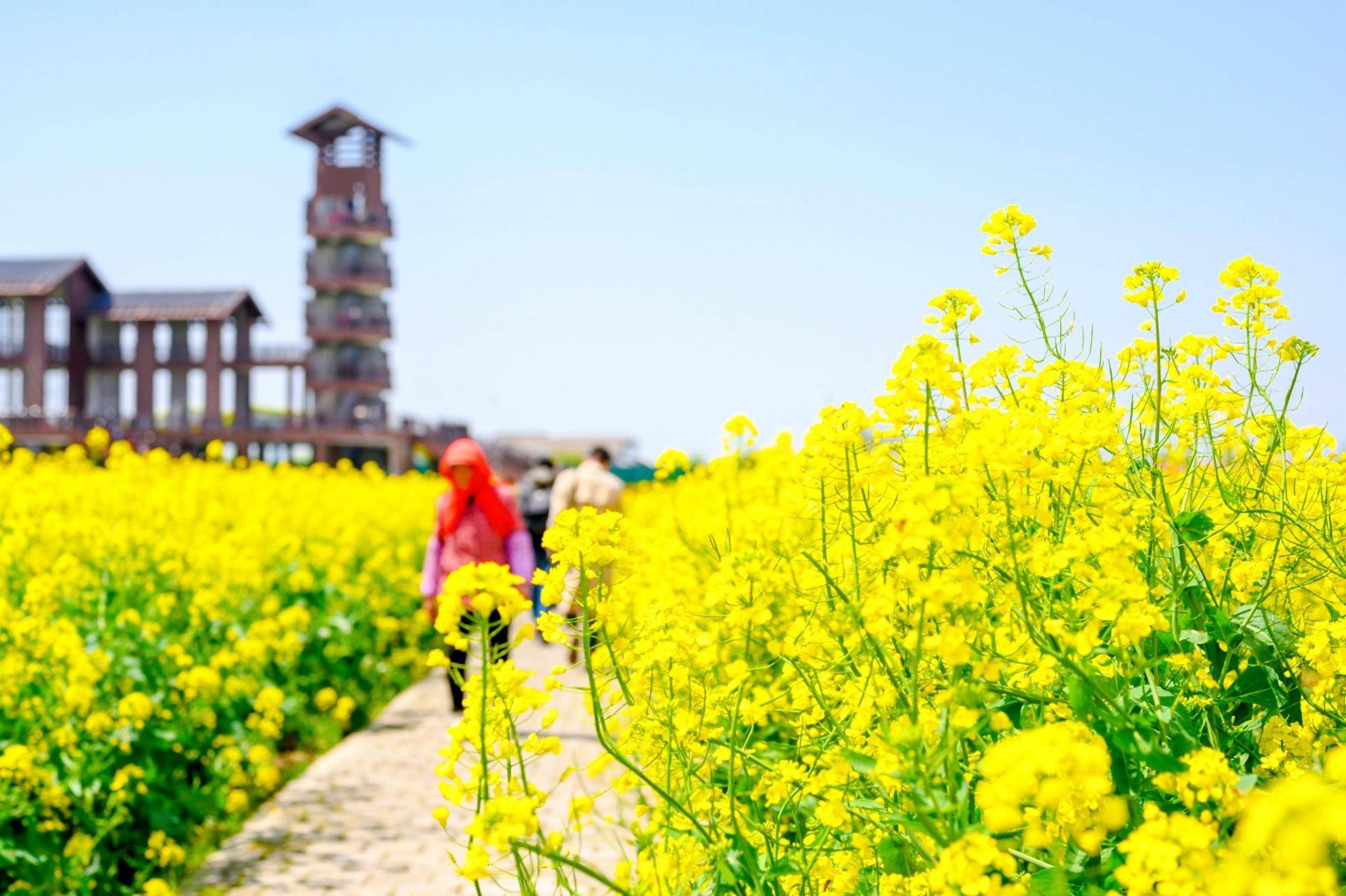 "长在水上"的油菜花田,是全球四大花海之一,景色如诗如画_兴化_景区