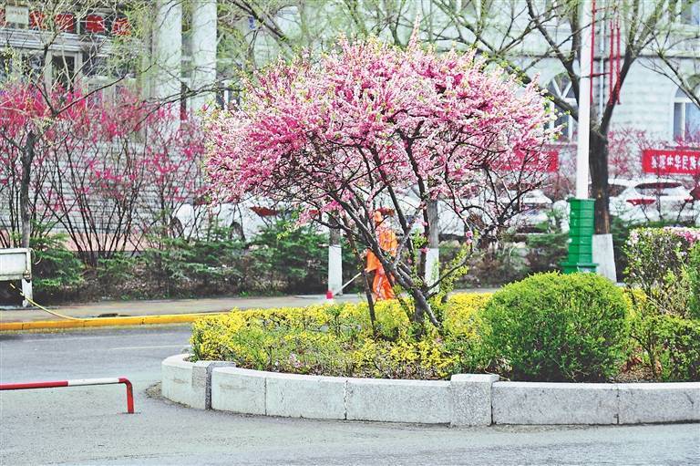 从这个春天开始山杏榆叶梅相迎七台河市树市花诞生记 绿化 景观 园林