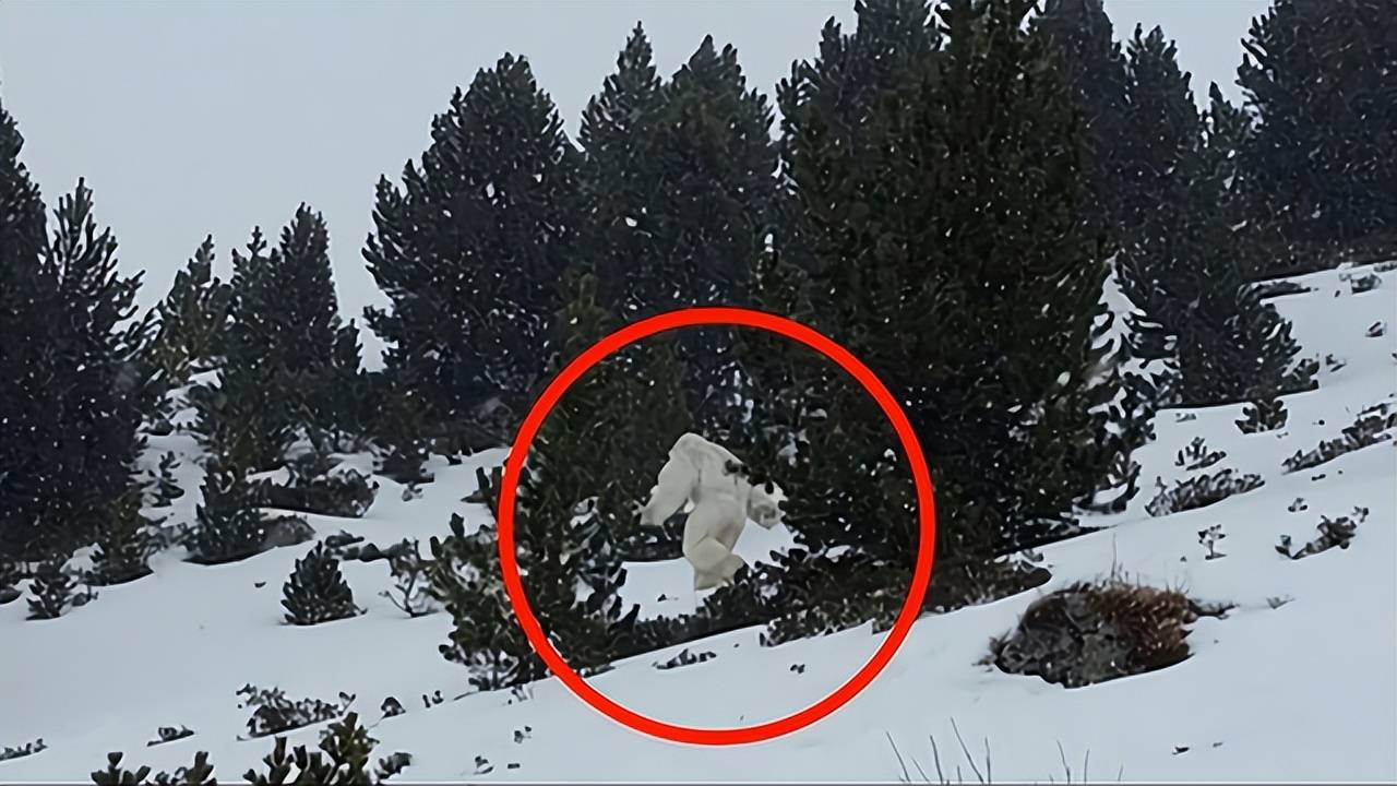 喜马拉雅山雪怪之谜图片