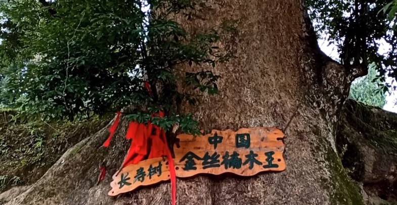 重庆千年金丝楠木，树龄超1300年，数字已经无法衡量其价值