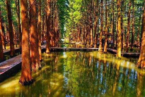 水上森林公園作為興化首個4a景區,林中有水,水杉林立,被譽為