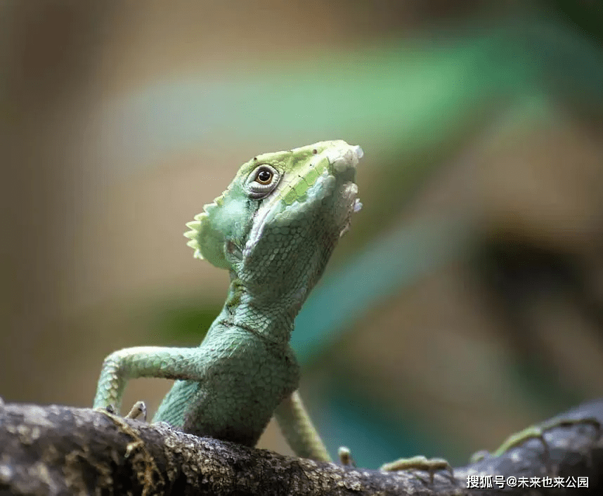 「锥头蜥」树上的尖头怪_蜥蜴_环境_特征