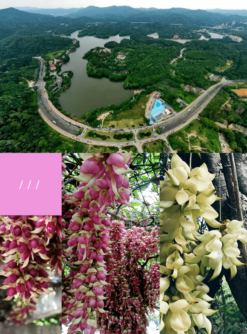 丨天鹿湖森林公园-三月禾雀花丨93盛放的樱花引来了成群结队的相思