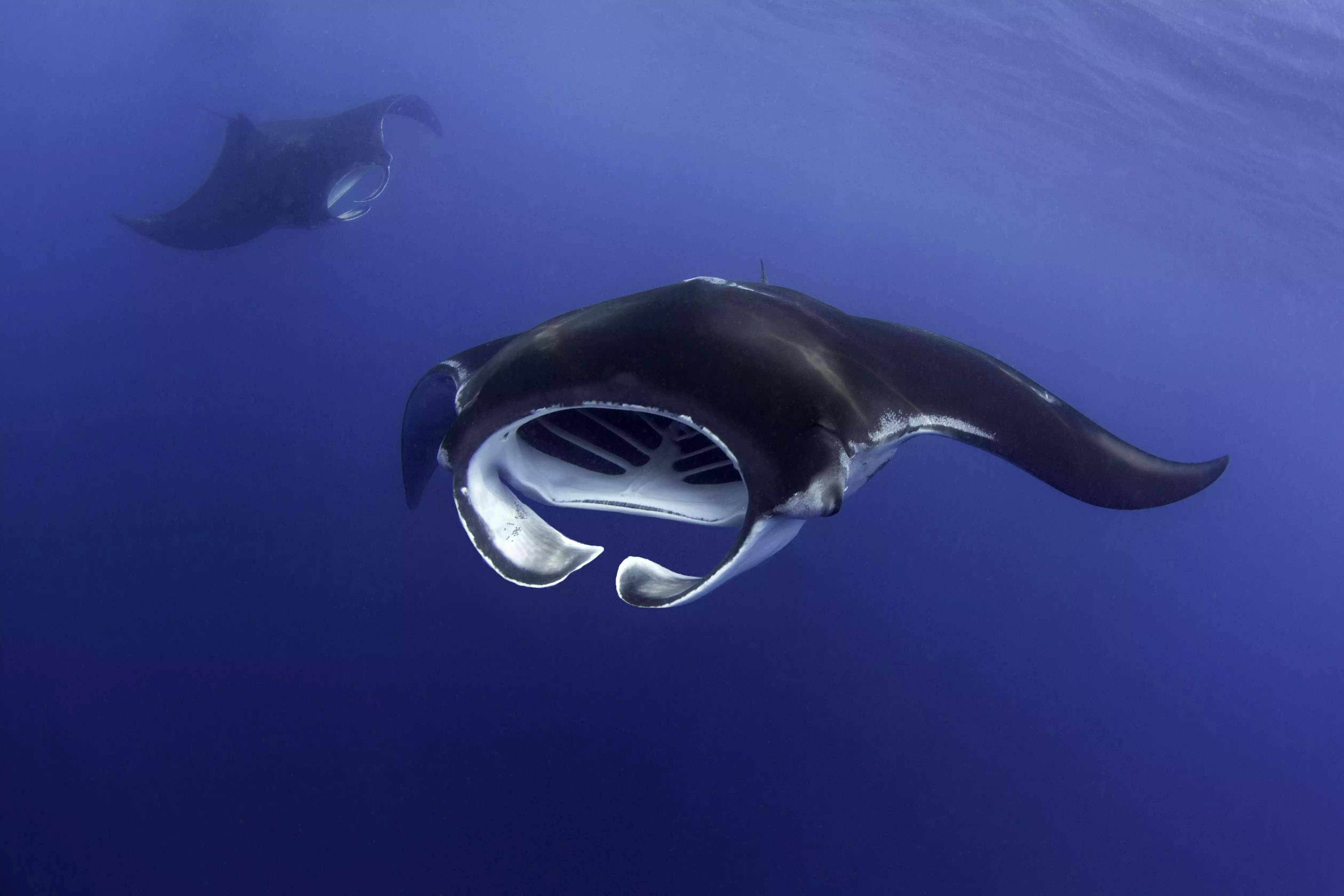 蝠鲼必须向前移动,才能将含氧水通过它们的鳃.