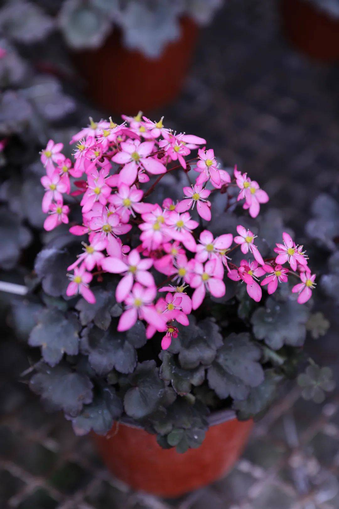 自带爆盆属性的舞动精灵上新了虎年春日仪式感安排了吗