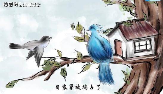 网友:真神奇_熊磊_九江_喜鹊