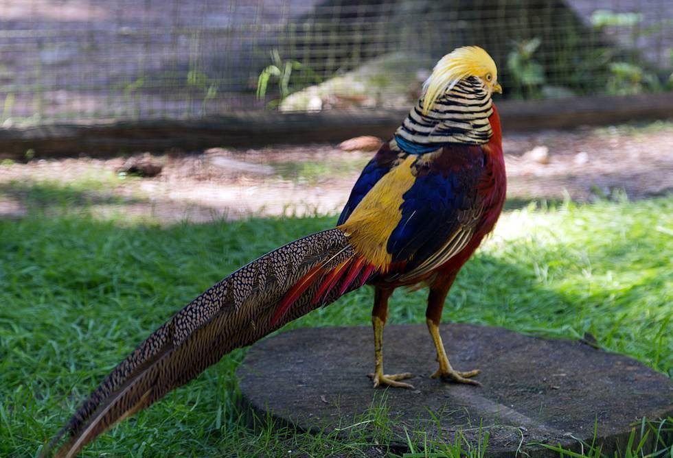 山海经星兽系列二十八星宿之一胃宿