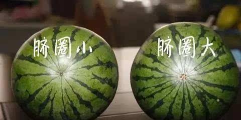 今天给大家分享一下关于挑西瓜的小经验,首先要知道西瓜分公母,好吃