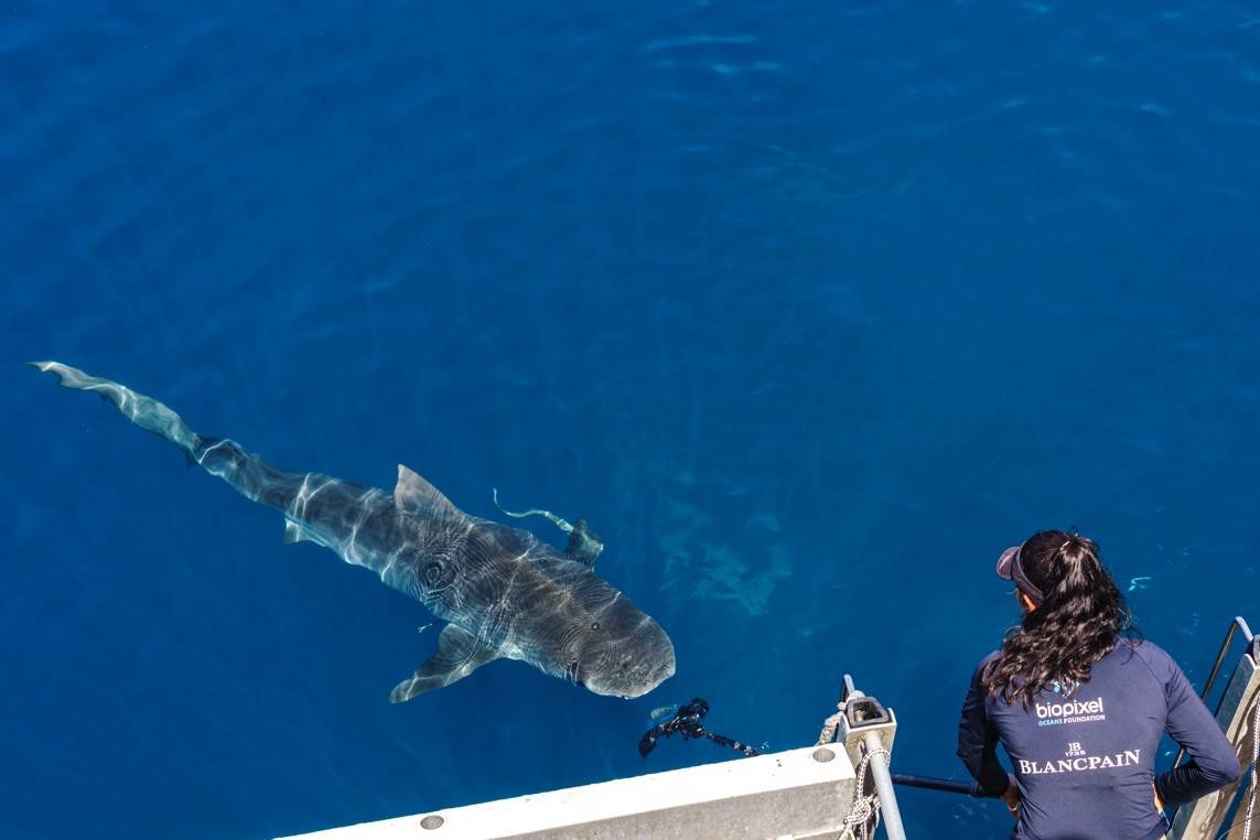 �������ȫ�º������Biopixel,Я���ػ��Ĵ����Ǵ󱤽�