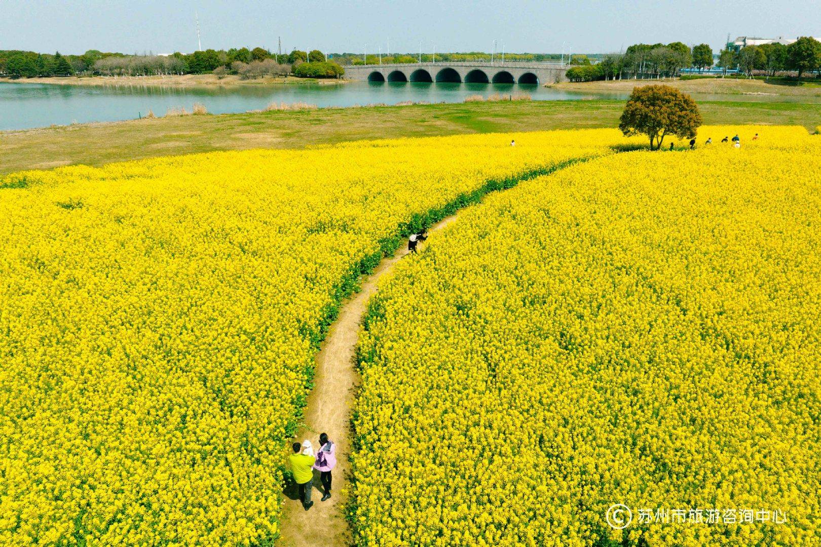 梦里江南乡野花开苏州吴中横泾东林渡油菜花海春日里不落幕的金色阳光