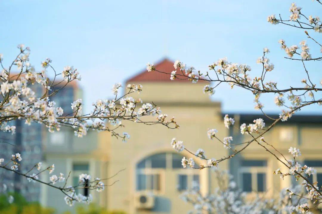 湖北师范大学樱花图片