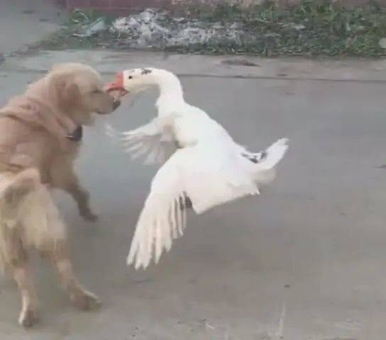 这是人让狗狗和鹅打架的,各自的主人都在指挥着,本来按正常的情况下