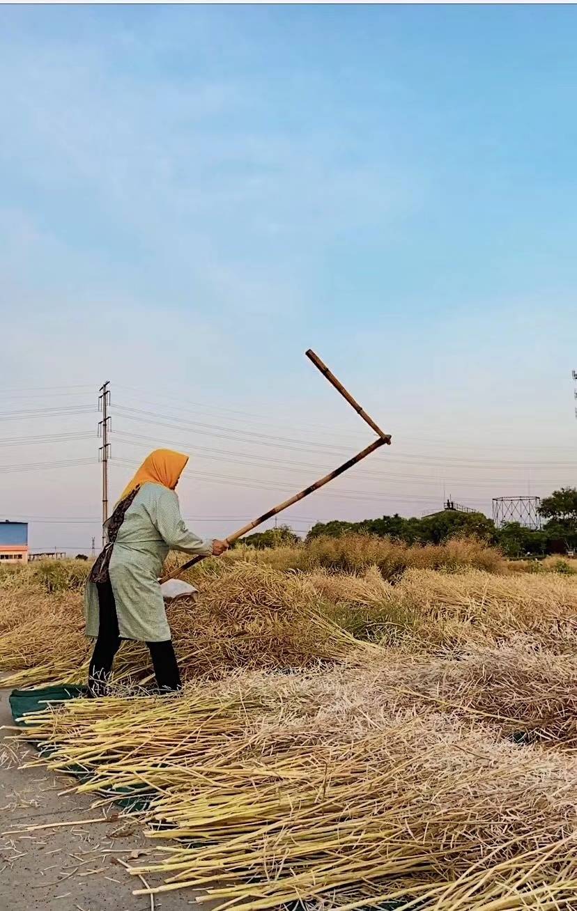 滴滴醇香 入口清香 吃起来安全健康~高邮湖农家自榨菜籽油_油菜花