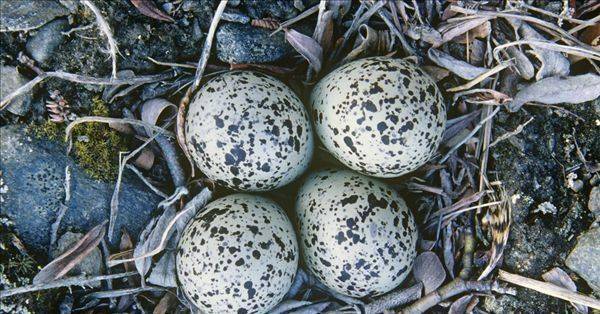 它们不筑巢或者这就是它们的巢,比如夜鹰,某些鸫和隼以及有些鸻鹬类