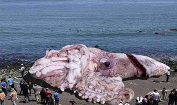 100年出现3次的海怪，被发现在抹香鲸肚子里，证实真实存在