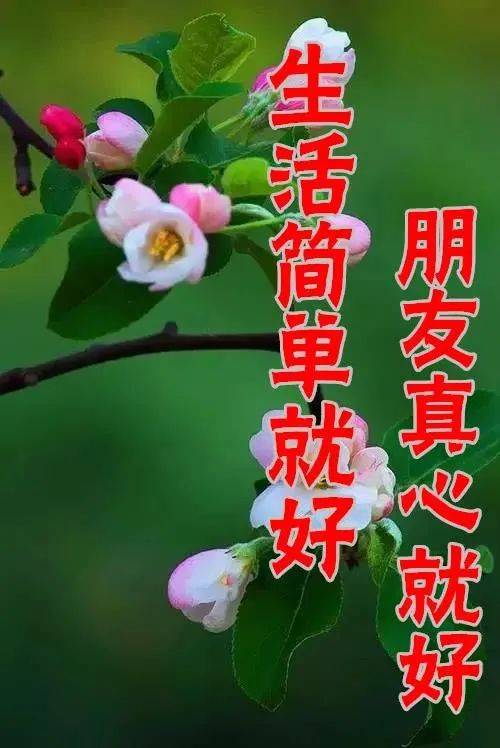 原創8張最新漂亮早上好圖片鮮花帶字帶祝福語2022最美早安問候祝福