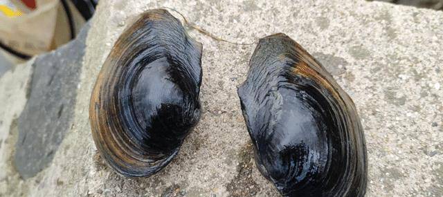 河蚌能吃吗?曾经遍布河沟里的河蚌去了哪?