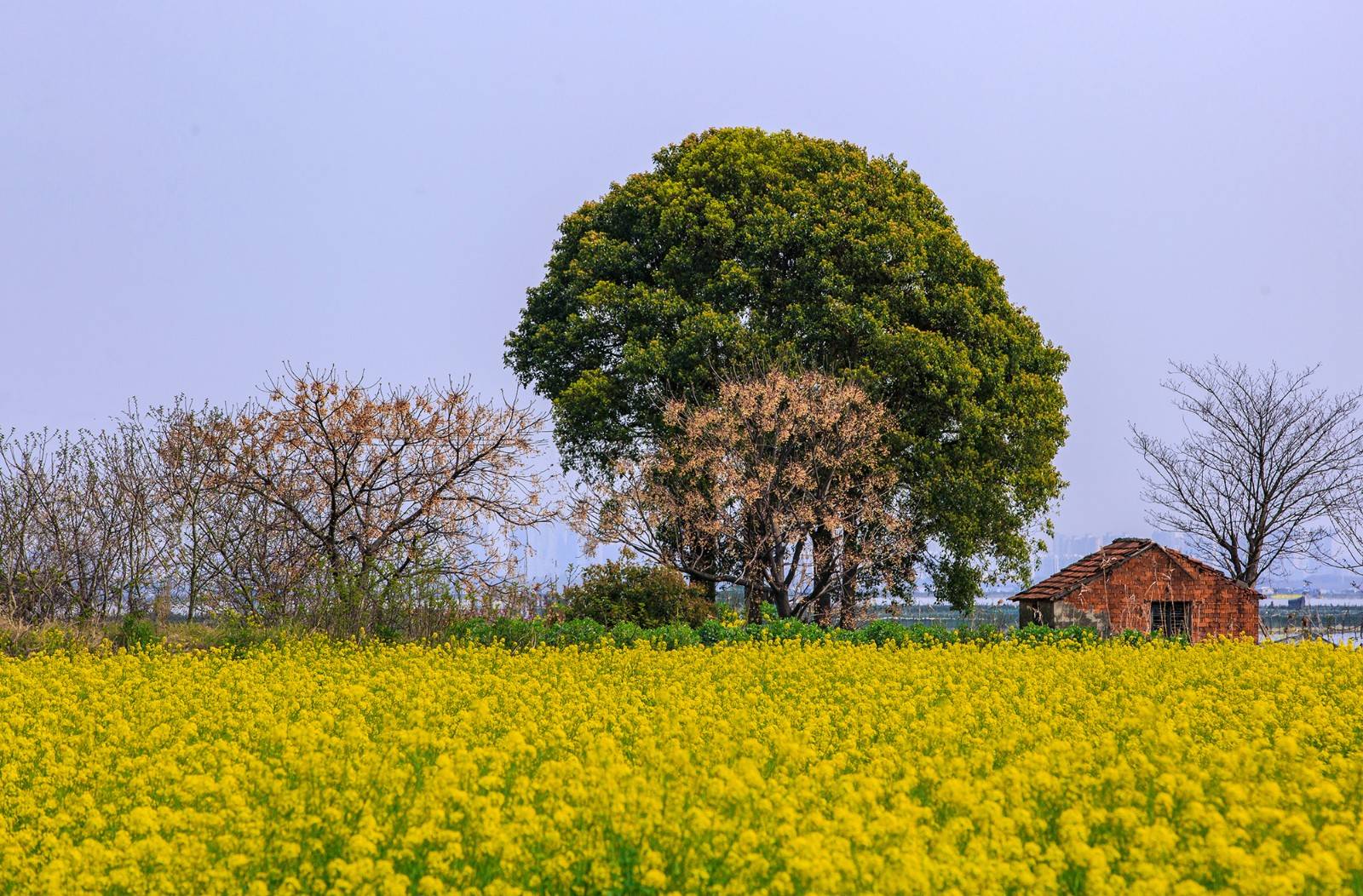 云游"美人腿",阳澄湖上菜花黄_油菜花_中岛_莲花