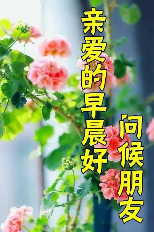 早上好圖片鮮花帶字帶祝福語 2022最美早安問候祝福鮮花圖片帶字_心情