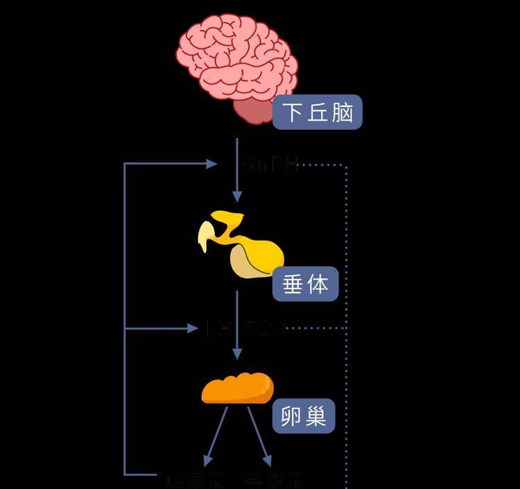 刺激卵巢分泌雌激素傳聞中的豐胸按摩項目嚴重甚至會誘發乳腺癌導致