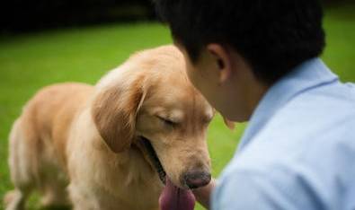 怪我太天真 最 表里不一 的6种狗 你家养了吗 狗狗 柴犬 主人