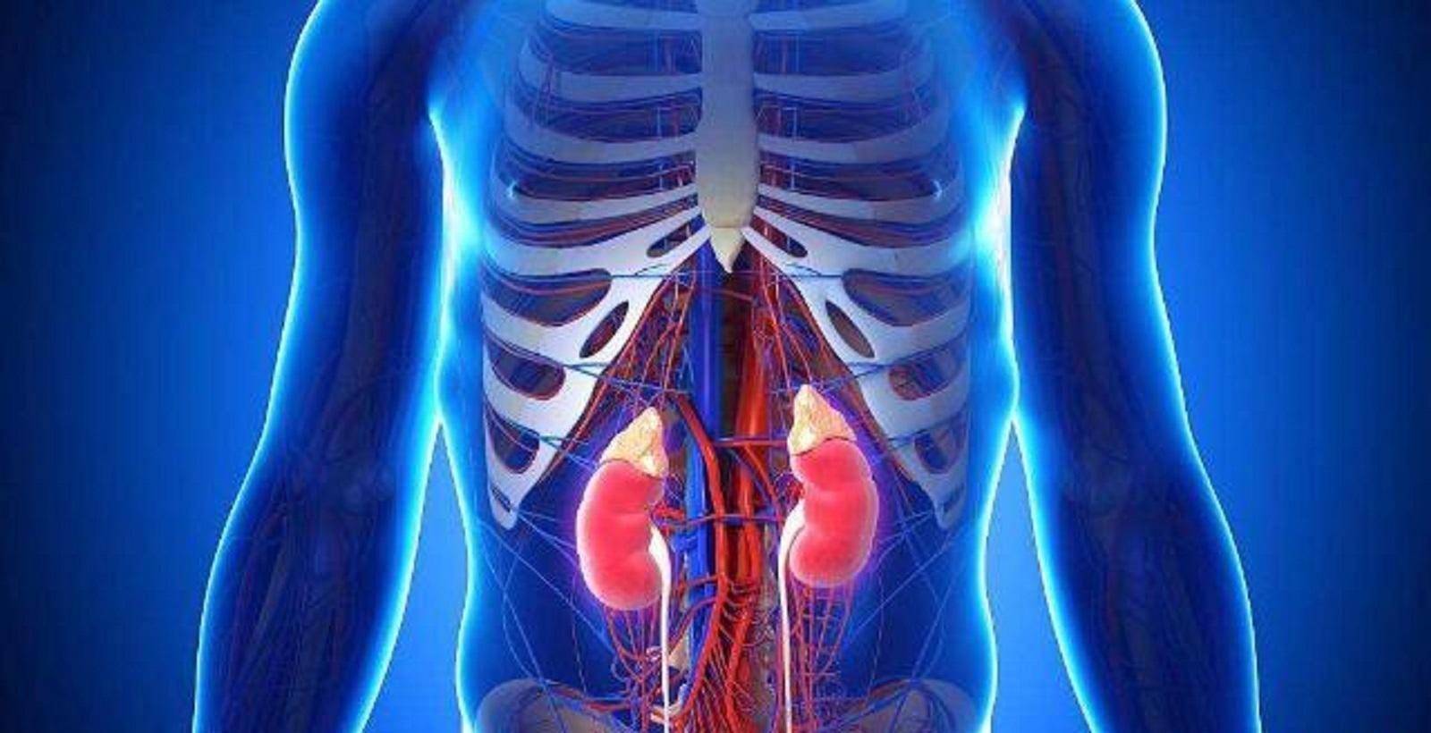 肝和肾位置示意图图片