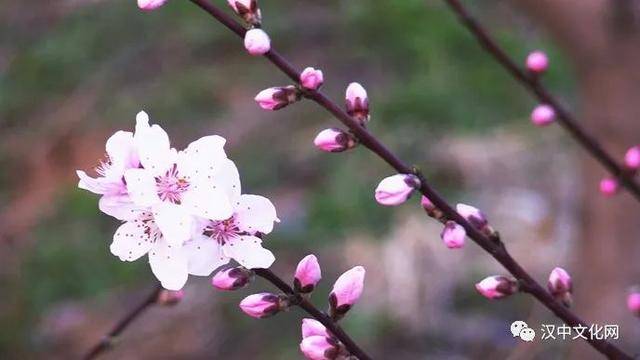 无限春光归故里,桃花岭上有佳期|阅读时光