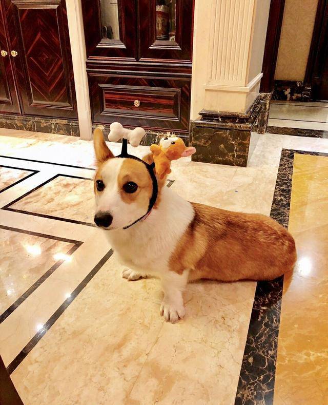 格洛米:我不想只做个没感情的助攻_嵩鼠_柯基_什么