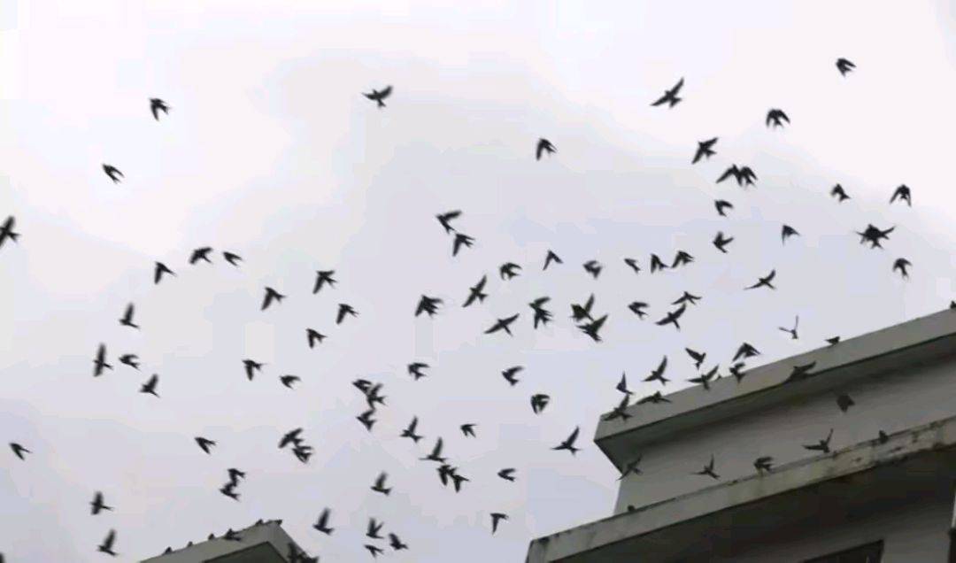 我们东北每年春天清明过后,都会有大群的燕子飞来,在空中低飞几天,能