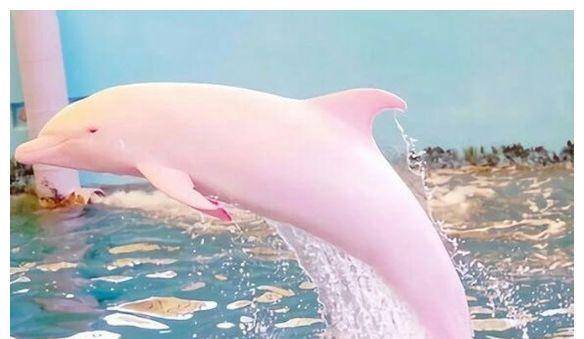 十二星座生气时会变成什么,天蝎座是乌龟,射手座是癞蛤蟆!