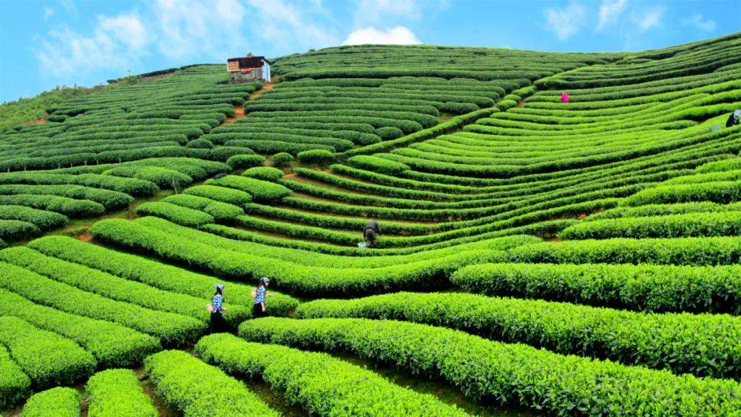 霞浦的春天,都藏在这片茶香里!_茶园_芦阳_茶山
