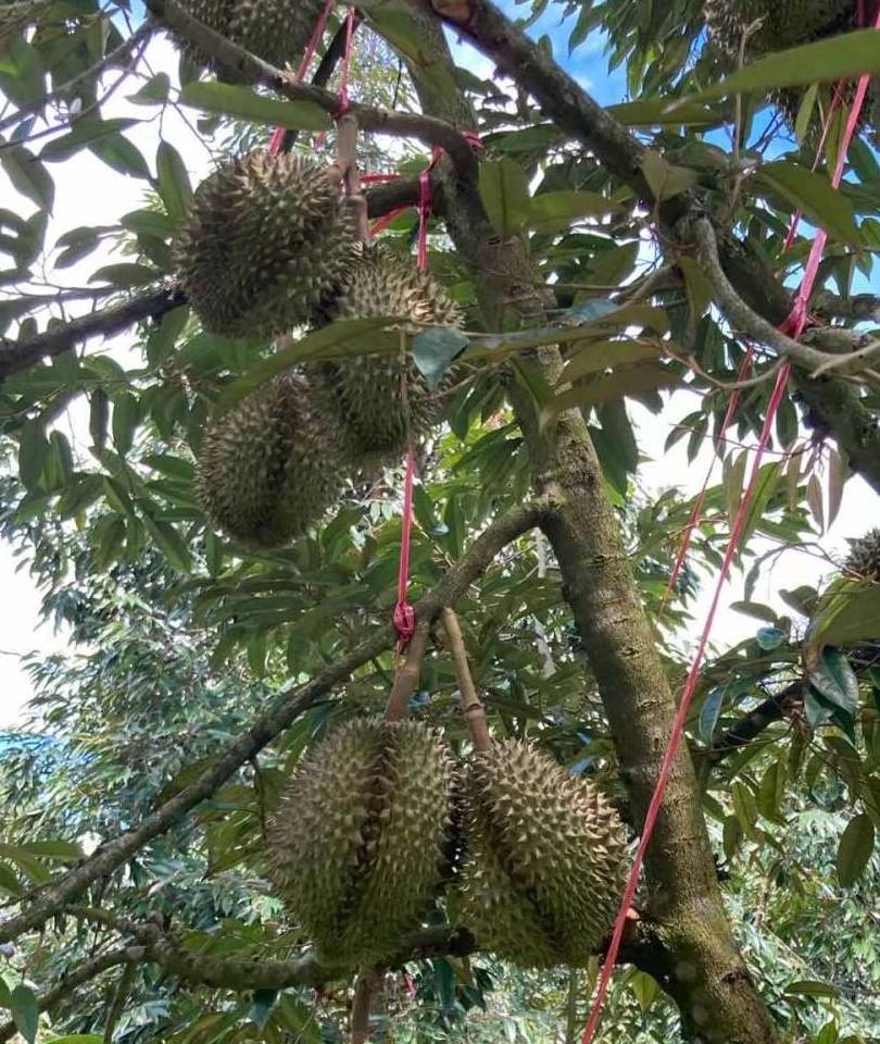 榴莲树非常高大.