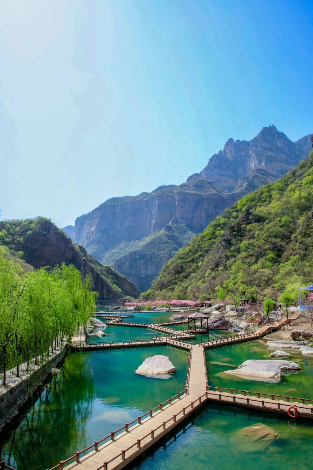 河南旅游美景不打烊快来宝泉郁金香花海解锁最美春日心动