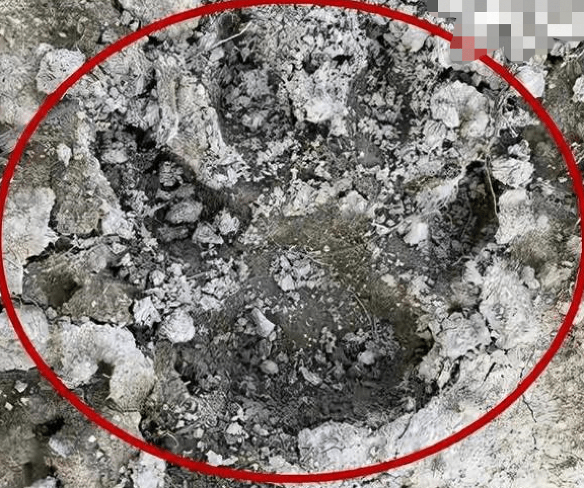 菜地里发现巨大脚印,专家:这是犬科动物_人类_豹子_狗狗