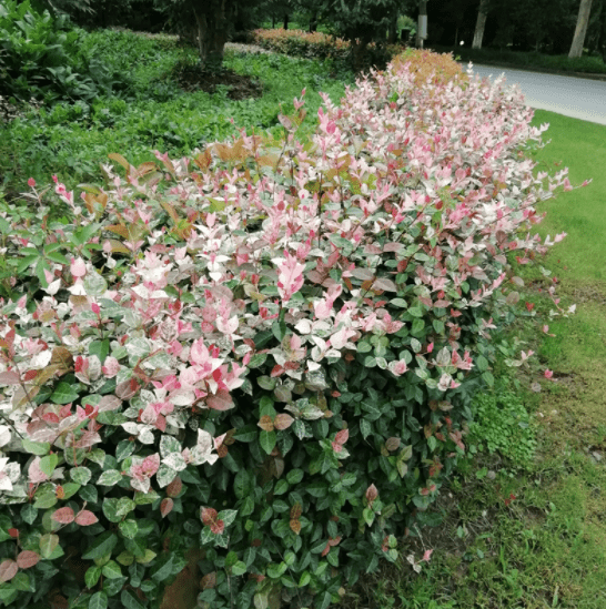 蓝妖 花叶络石的养殖方法和注意事项 做好这6点 妥妥的开花 管理 花盆 种植