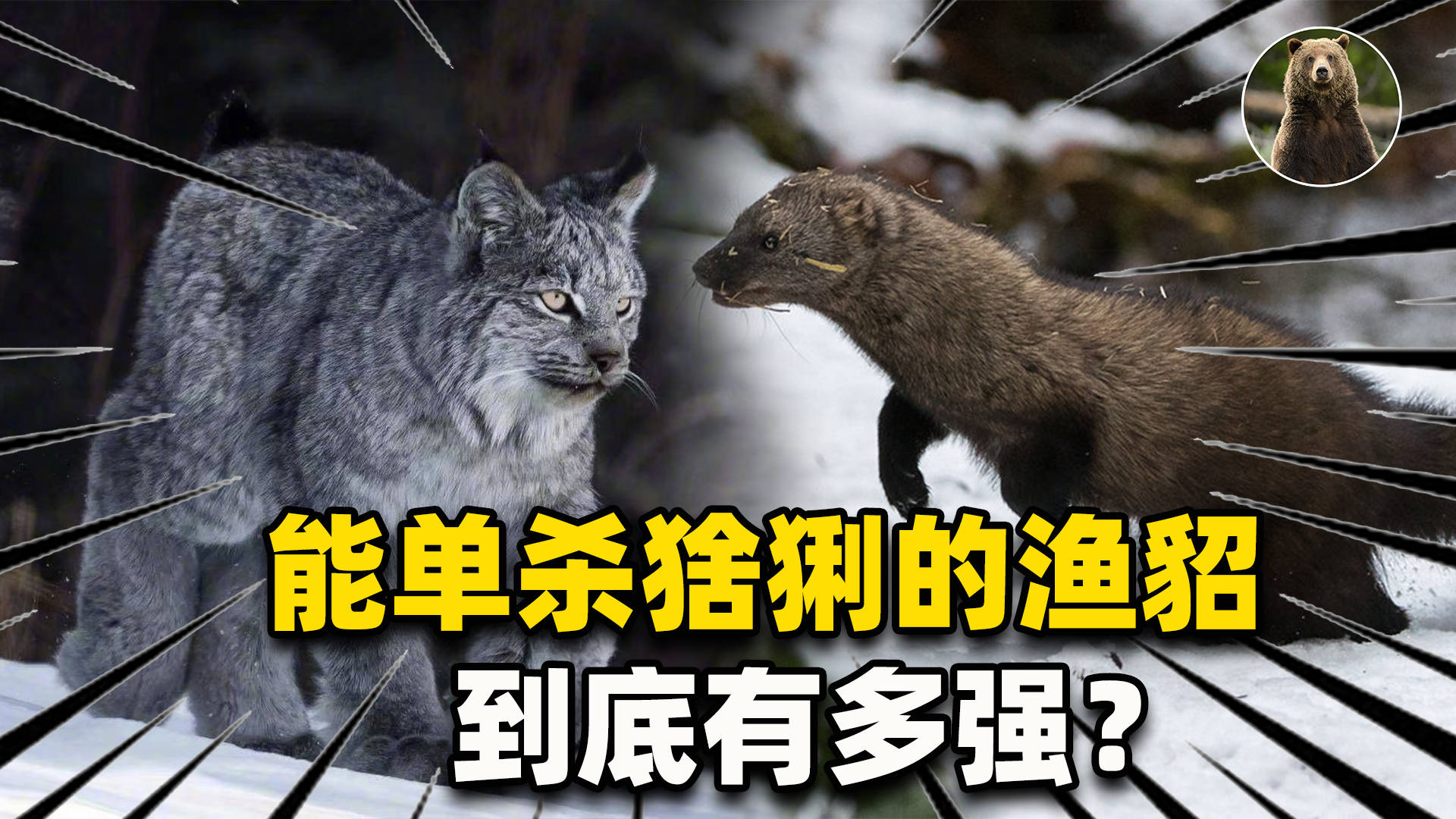 短尾猫捕食渔貂图片