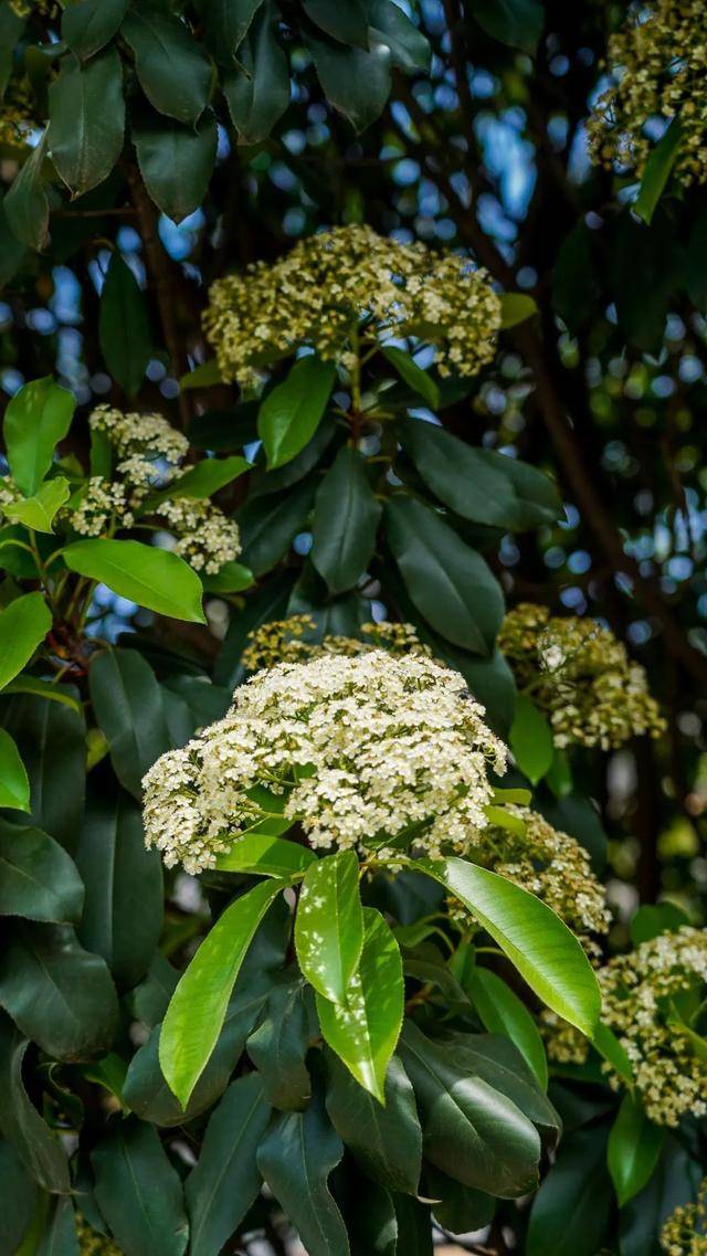 来看武汉人左右为楠的春天