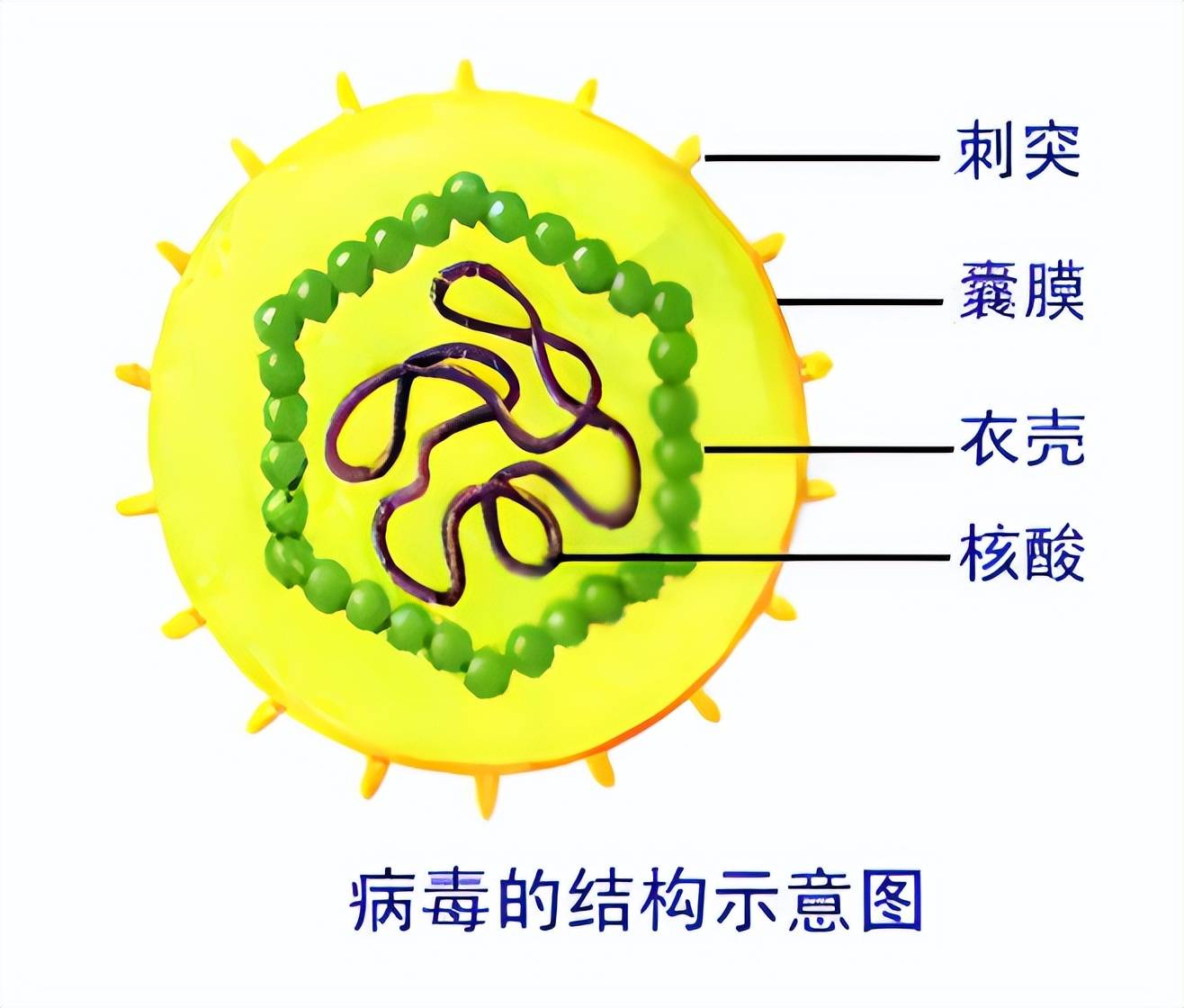 奥密克戎病毒基因图片