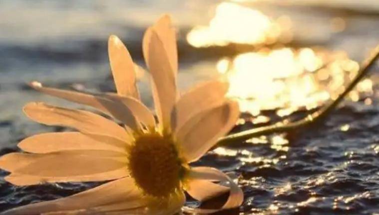 4月6日星座运势 双鱼座等来了不需要动脑子的一天 土象 风密 自然