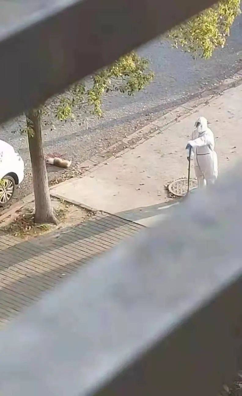 一个又一个谜团,笼罩在整个杀狗事件上.