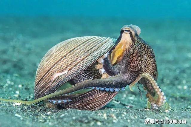 交配就意味着死亡我们吃到的雄章鱼几乎都是处男身
