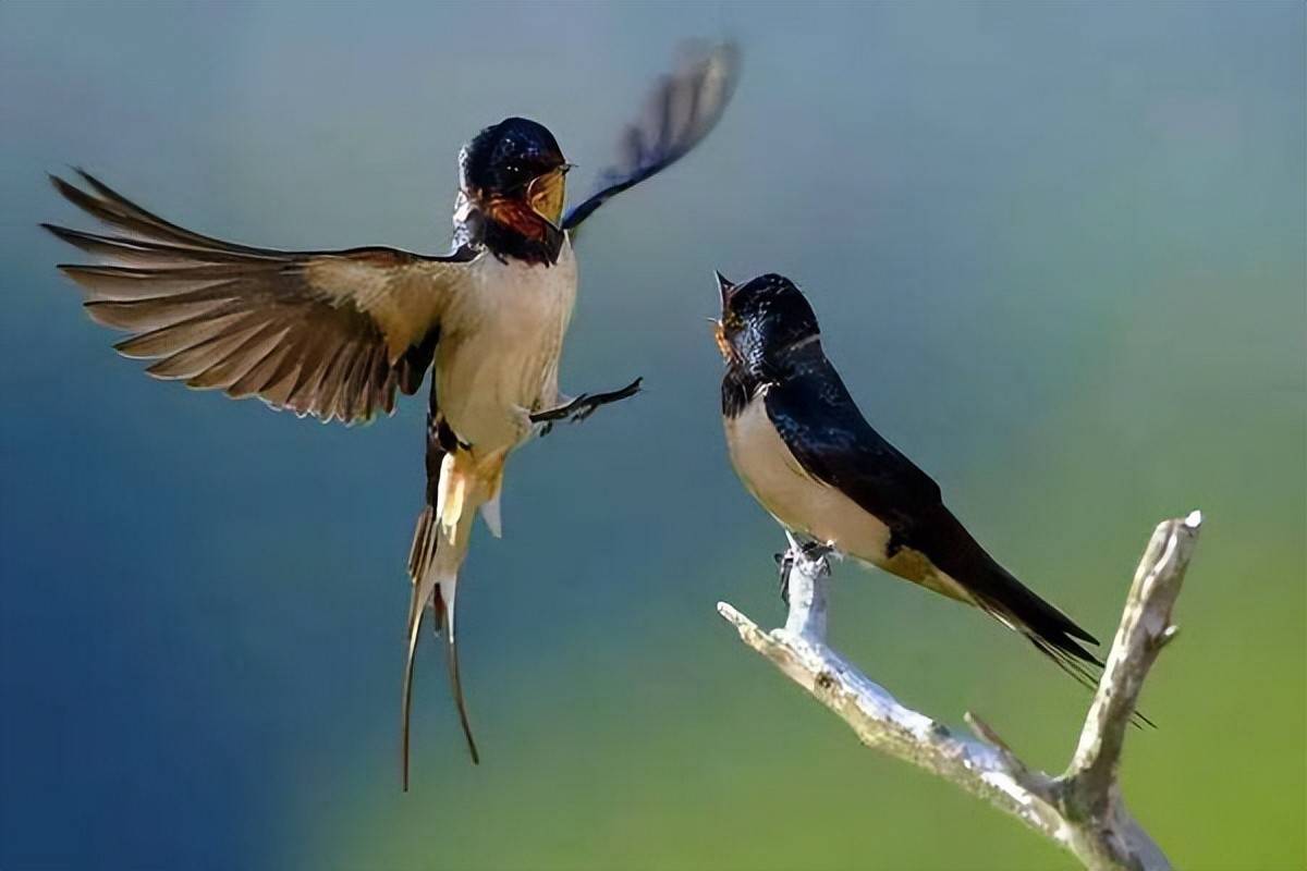 四川一地燕子盘旋低飞4天,叫声惊恐,被质疑地震前兆,是真的吗_预测