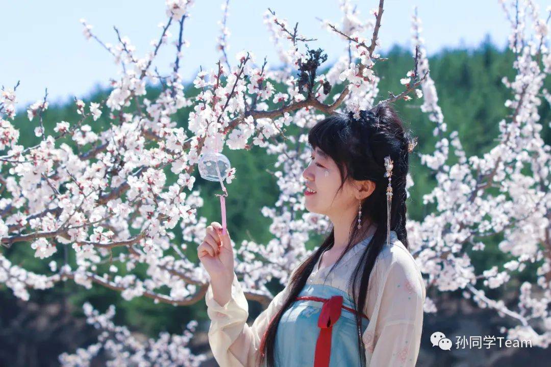 榆林古塔的杏花开了你几时来