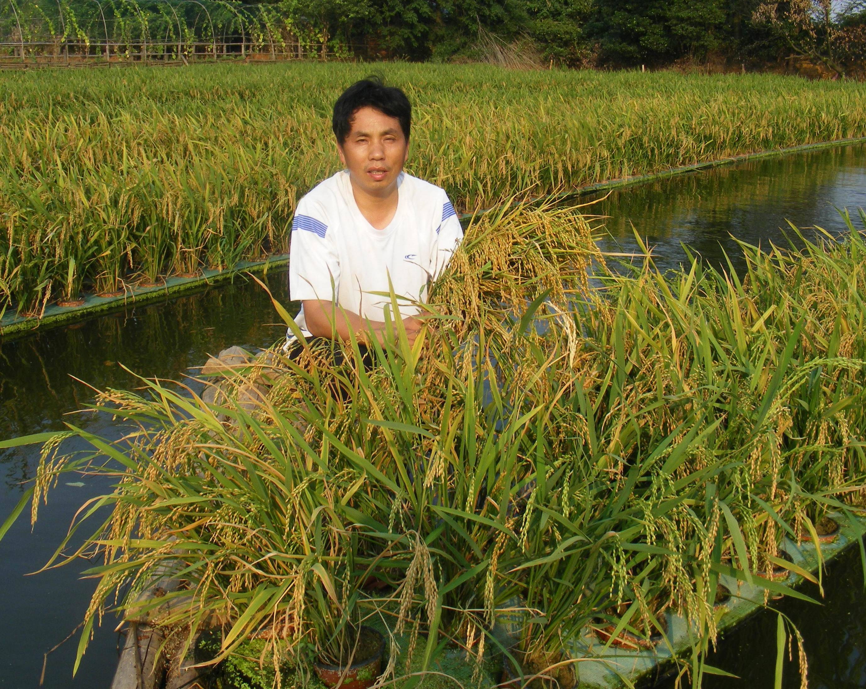 果博水上种植技术天使傅珍检希望山水河道更绚美(图2)